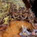 crab_decorator_lu_mb_h_0342_png3272.jpg